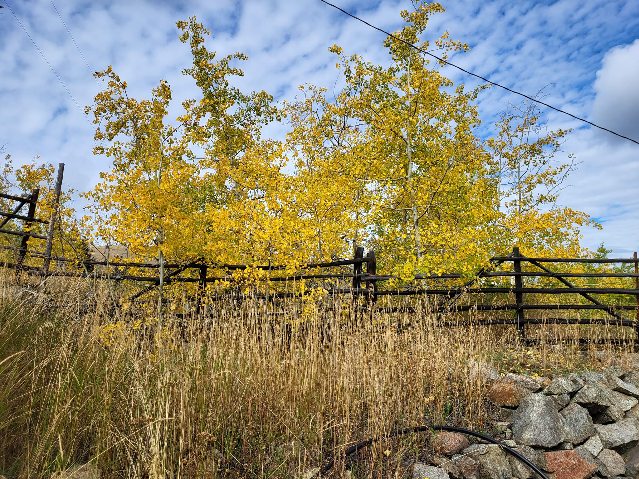 fall trees