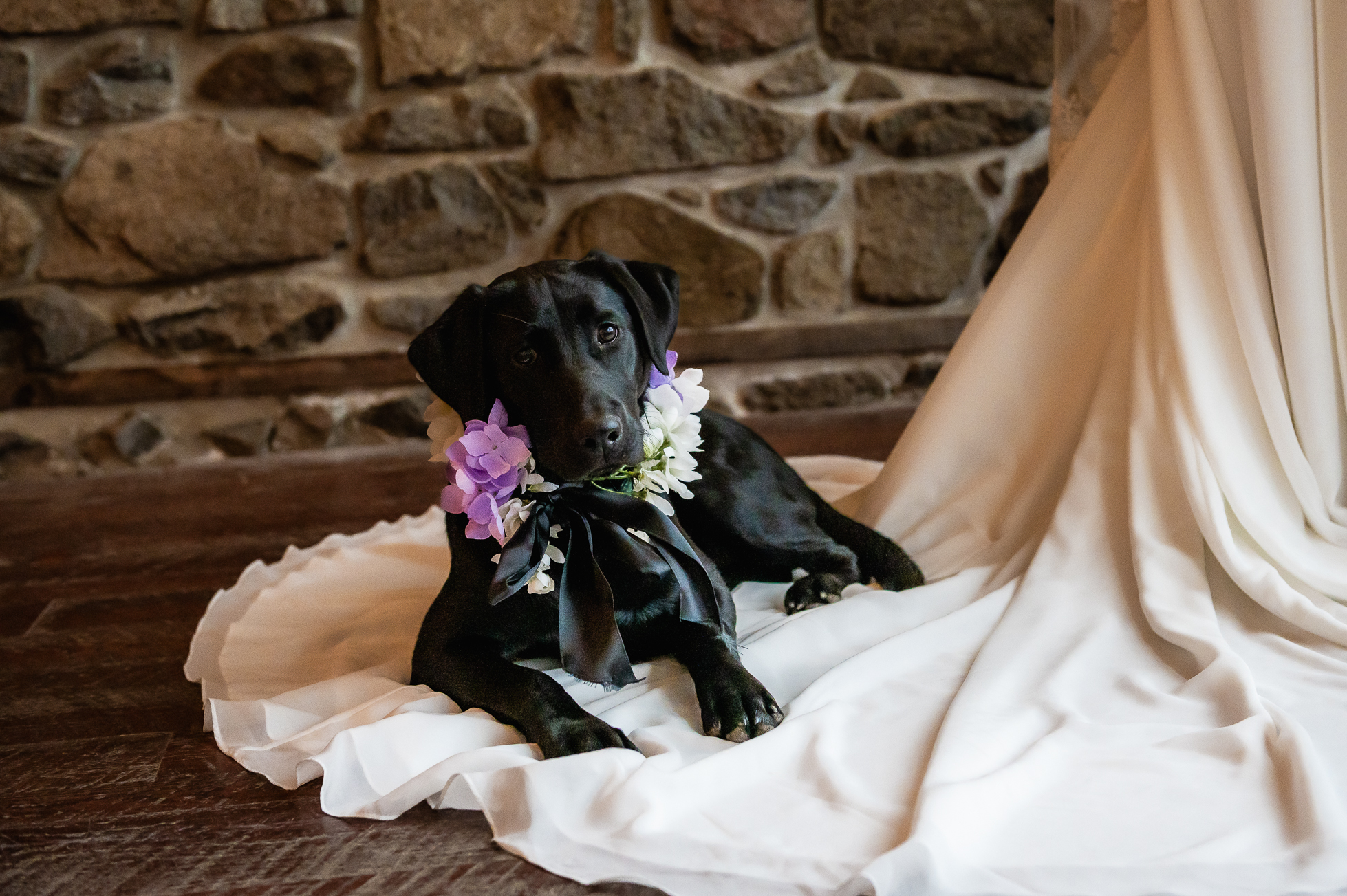 dog wearing flower collar laying on bride's train