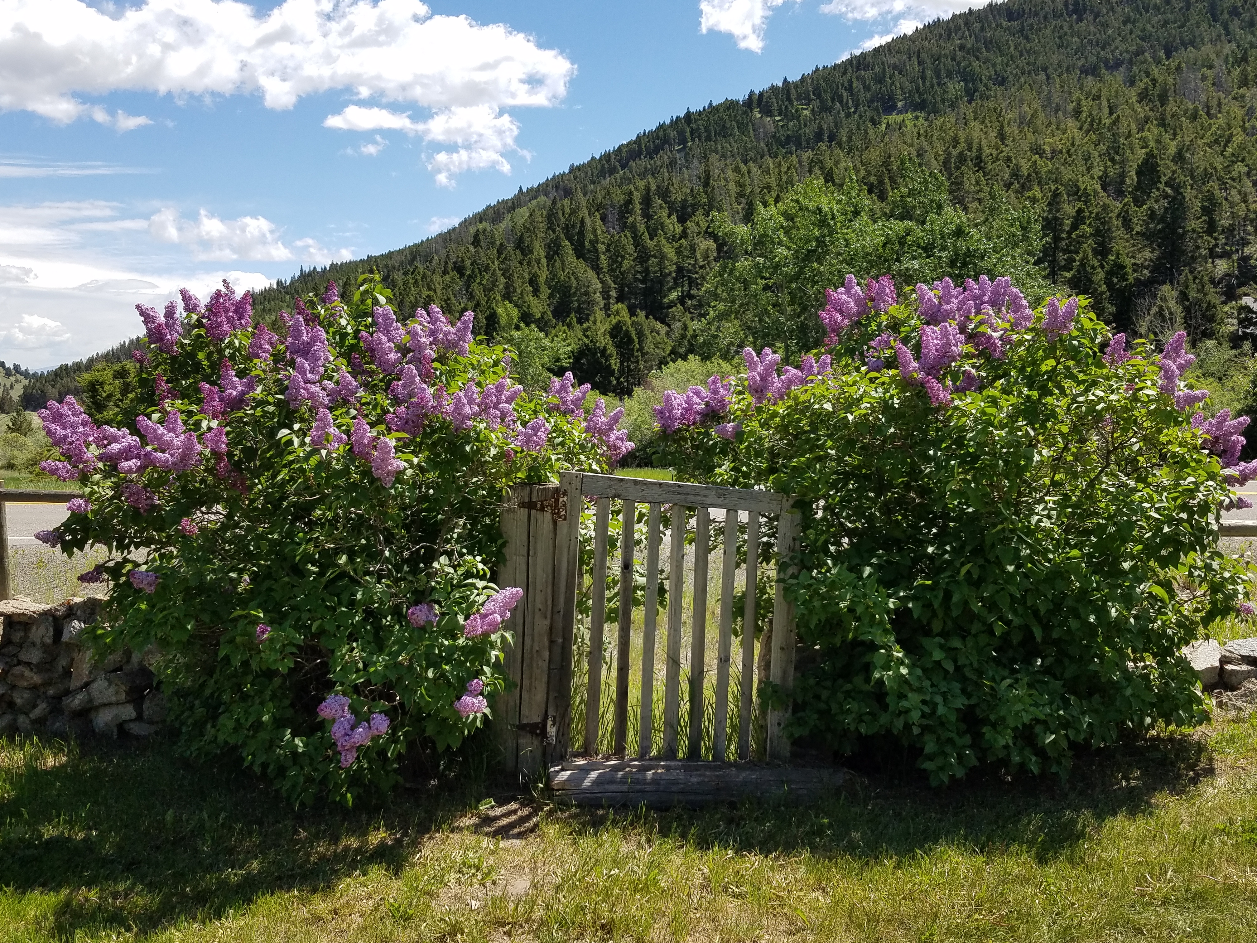 purple flowers around pathway gate in the mountains