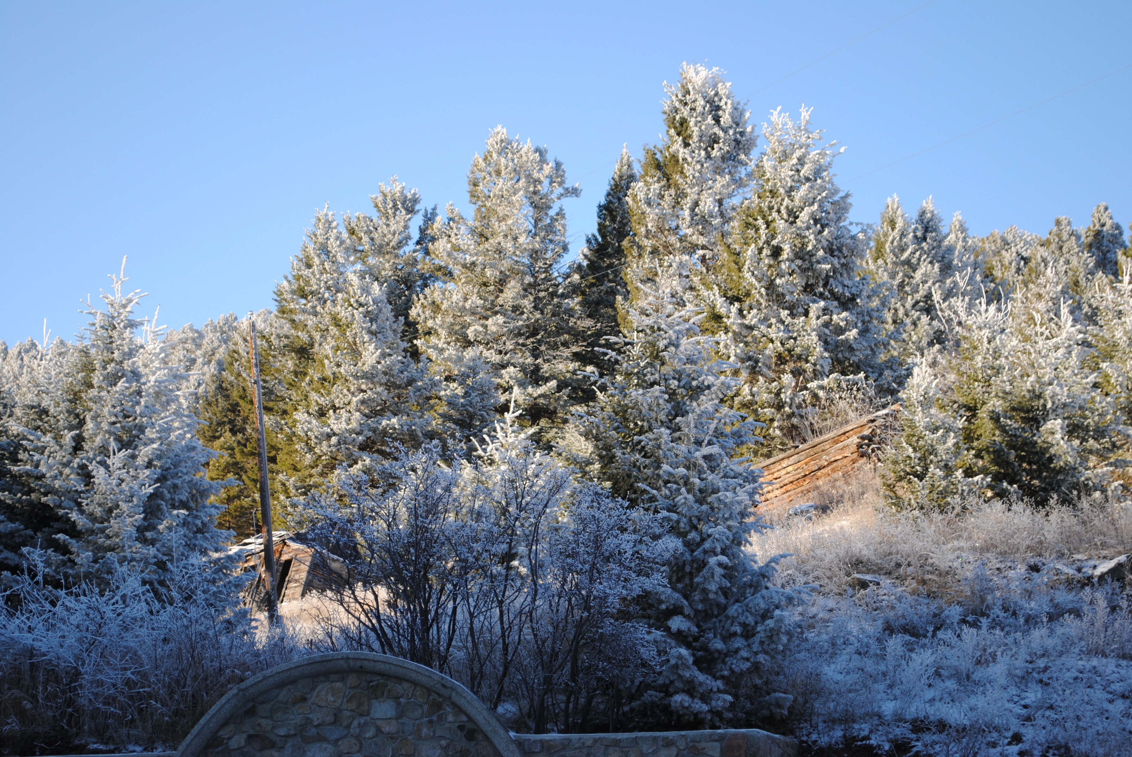 snowy trees