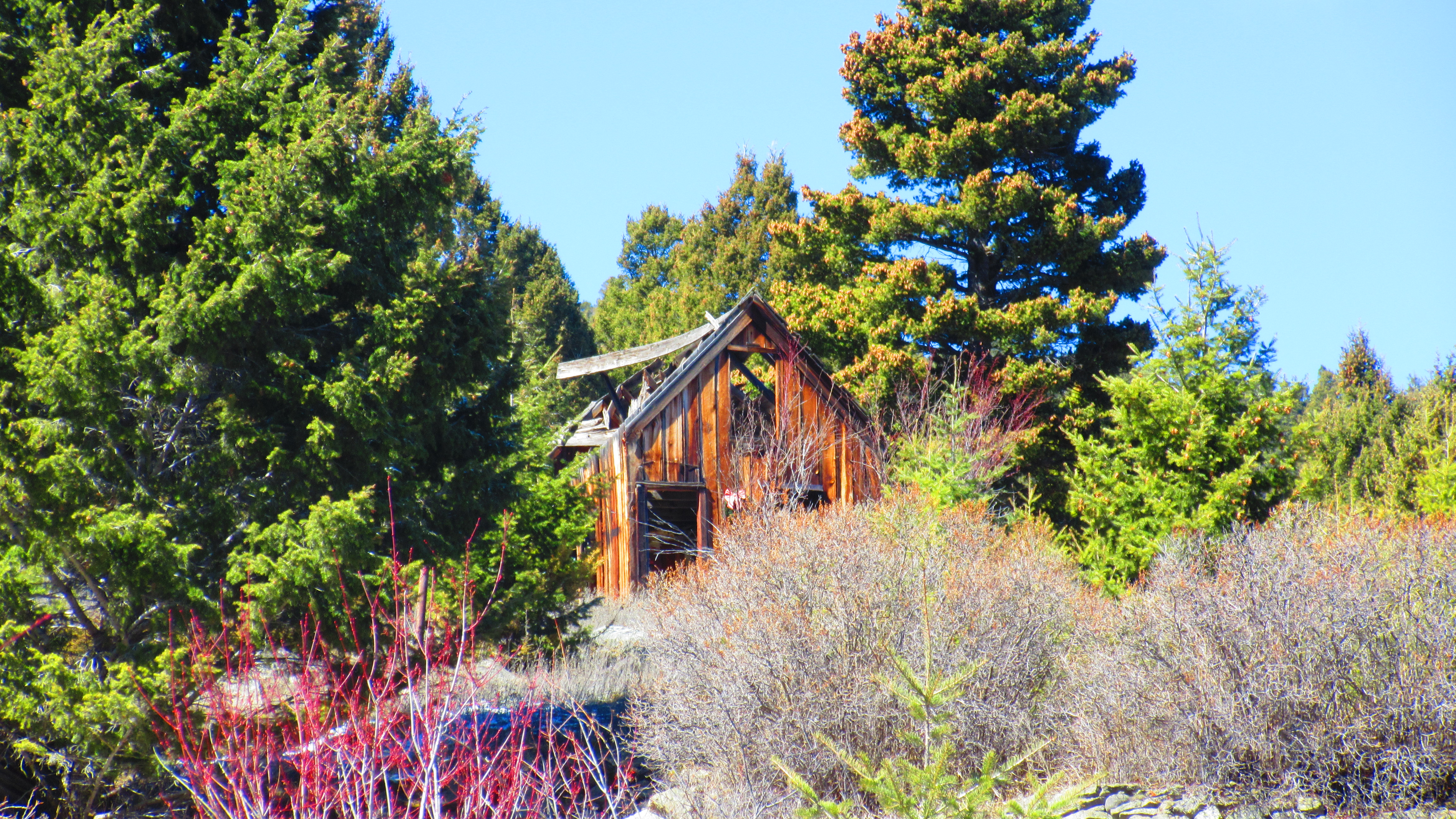 old house in woods