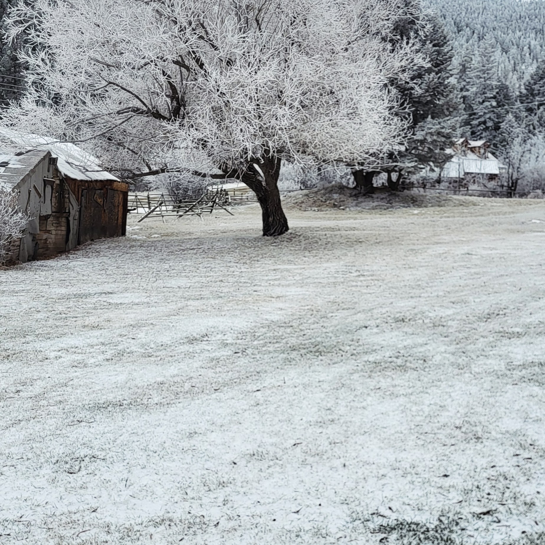 snowy field